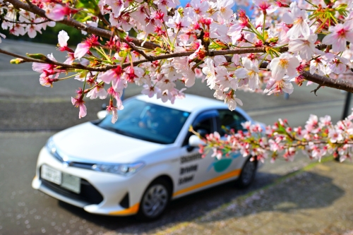 桜と教習車